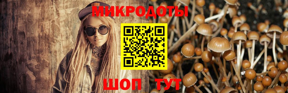Псилоцибиновые грибы Psilocybe Лосино-Петровский
